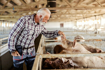 Old farmer petting pig in pen at pig farm. © Dusan Petkovic