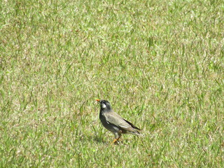 bird in the grass