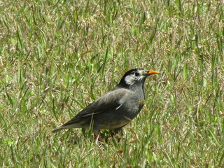 black winged blackbird