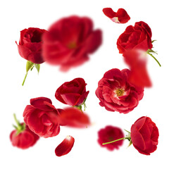Beautiful Red English Rose falling in the air isolated on white background. High resolution image....