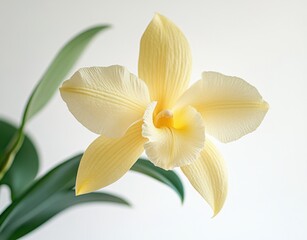 Obraz premium Elegant Yellow Orchid Bloom with Delicate Petals Against Soft Neutral Background for Natural Beauty and Floral Arrangement Themes