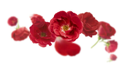 Beautiful Red English Rose falling in the air isolated on white background. High resolution image. Flower levitation or zero gravity conception