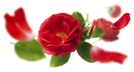 Beautiful Red English Rose falling in the air isolated on white background. High resolution image....