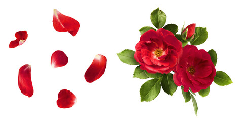 Creative set, collection with Beautiful Red English Rose falling in the air isolated on white background. High resolution image. Flower levitation or zero gravity conception