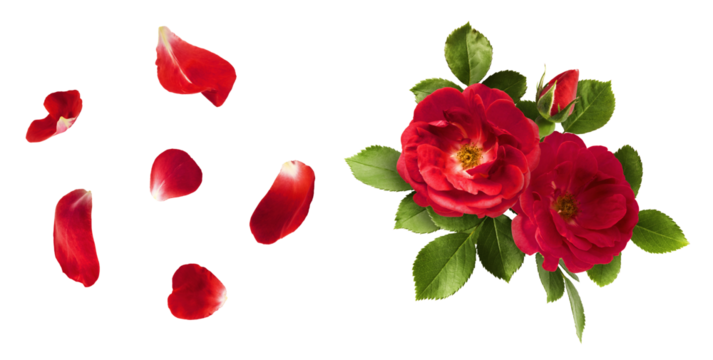 Creative set, collection with Beautiful Red English Rose falling in the air isolated on white background. High resolution image. Flower levitation or zero gravity conception
