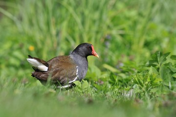 A adult moorhen looks for food in the grass. Portrait of a Common Moorhen. Gallinula chloropus.
