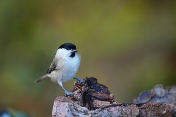 A cute marsh tit sits on the branch. Portrait of a titmouse.  Poecile palustris