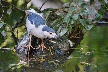  A male Black-crowned night heron sits on the branch. Nycticorax nycticorax. Wildlife scene from european nature. 