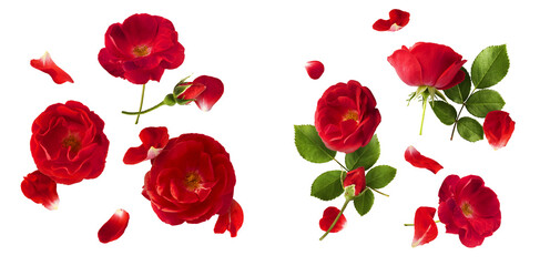 Creative set, collection with Beautiful Red English Rose falling in the air isolated on white...