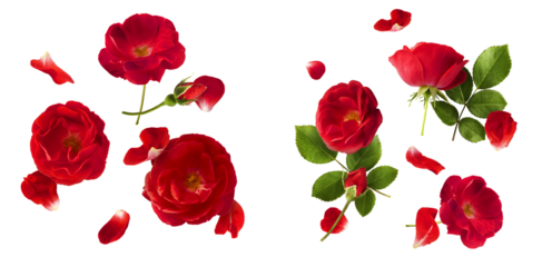 Creative set, collection with Beautiful Red English Rose falling in the air isolated on white background. High resolution image. Flower levitation or zero gravity conception