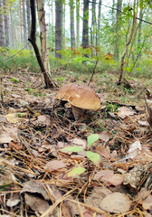 Mushrooms in the fall forest. Boletus