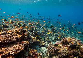Fototapeta premium Dynamic marine life in a vibrant coral reef, with colorful tropical fish in a serene underwater scene of intricate ocean biodiversity