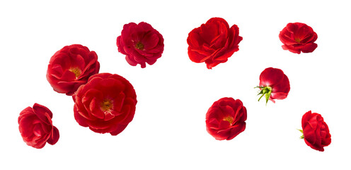 Fototapeta premium Creative set, collection with Beautiful Red English Rose falling in the air isolated on white background. High resolution image. Flower levitation or zero gravity conception