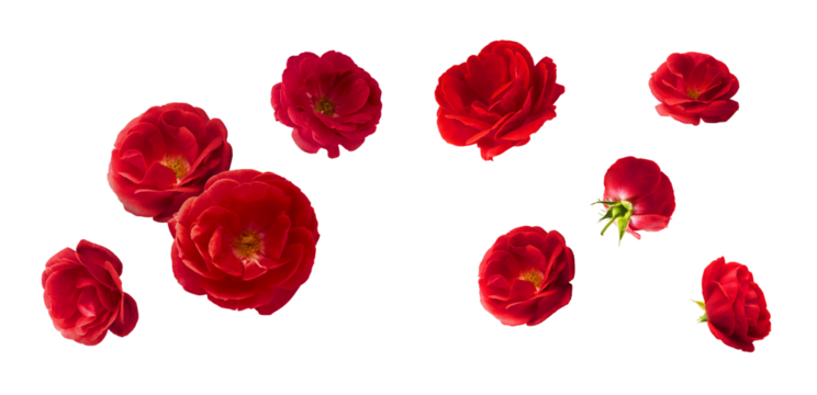 Creative set, collection with Beautiful Red English Rose falling in the air isolated on white background. High resolution image. Flower levitation or zero gravity conception