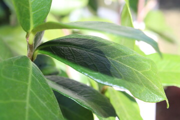 green leaves in the garden