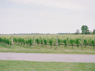 Fototapeta premium Vineyard landscape with lush green vines stretching across the horizon on a clear day in early summer