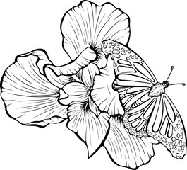 Fototapeta premium Blooming iris flowers with butterfly top view. Vector illustrations in hand drawn sketch style isolated on white. Outline graphic spring composition with flying insect. Design for coloring book page