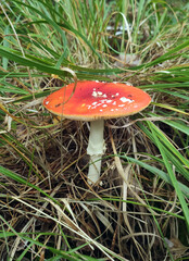 Mushrooms in the fall forest. Fly Agaric