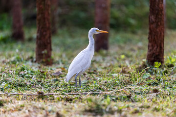 Quiet moment: Egret feeds among the trees