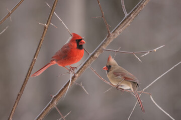 Cardinals in winter