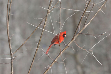 Cardinals in winter