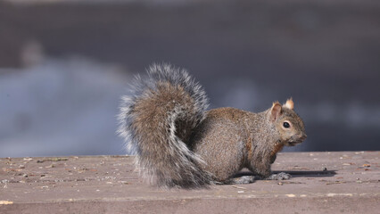 Grey squirrel on picnic table by birdfeeder waiting for scraps