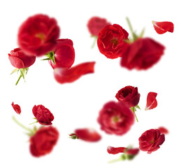 Creative set, collection with Beautiful Red English Rose falling in the air isolated on white background. High resolution image. Flower levitation or zero gravity conception