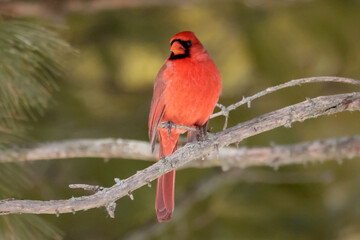Cardinals in winter