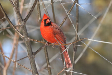 Cardinals in winter
