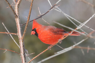 Cardinals in winter