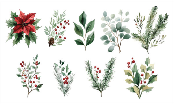 Festive Watercolor Illustration of Christmas Foliage with Holly, Berries, Pine Branches, and Poinsettia on a White Background