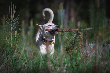 dog running in the grass