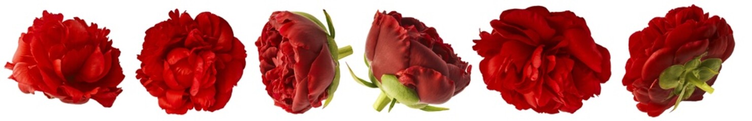 Naklejka premium Creative set collection with Beautiful Red Peony isolated on white background. High resolution. Zero gravity or levitation concept.