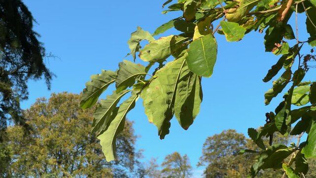 green tree branch blowing in the wind against blue sky