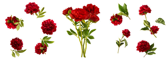 Creative set collection with Beautiful Red Peony falling in the air isolated on white background. High resolution. Zero gravity or levitation concept.