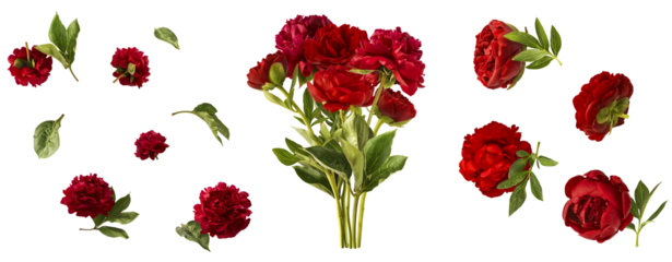 Creative set collection with Beautiful Red Peony falling in the air isolated on white background. High resolution. Zero gravity or levitation concept.
