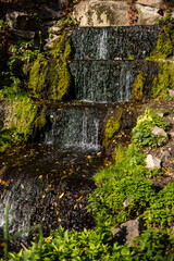 Fototapeta premium A small cascading waterfall flows over moss-covered rocks, surrounded by lush green plants and scattered autumn leaves. The tranquil scene is bathed in natural sunlight.