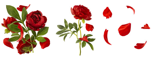 Creative set collection with Beautiful Red Peony falling in the air isolated on white background....