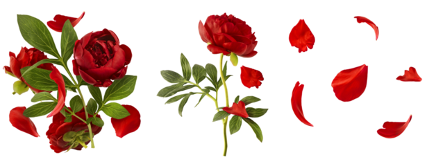 Creative set collection with Beautiful Red Peony falling in the air isolated on white background. High resolution. Zero gravity or levitation concept.