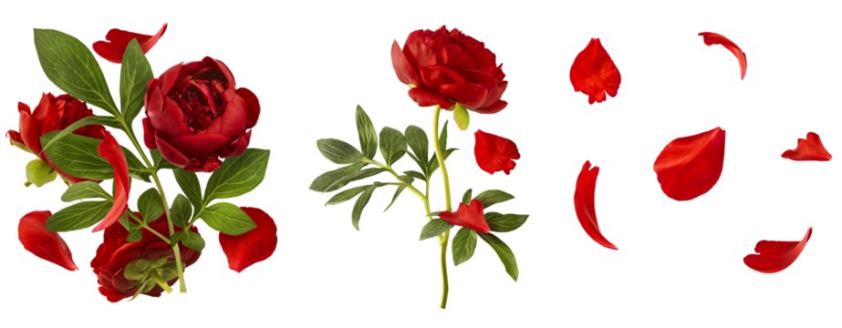 Creative set collection with Beautiful Red Peony falling in the air isolated on white background. High resolution. Zero gravity or levitation concept.