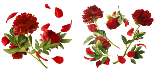 Creative set collection with Beautiful Red Peony falling in the air isolated on white background. High resolution. Zero gravity or levitation concept.