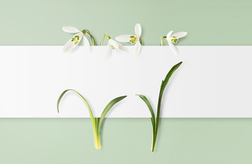 Beautiful Snowdrop flower with green leaves falling in the air isolated on turquoise background....