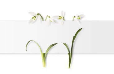 Beautiful Snowdrop flower with green leaves falling in the air isolated on white background. Spring...