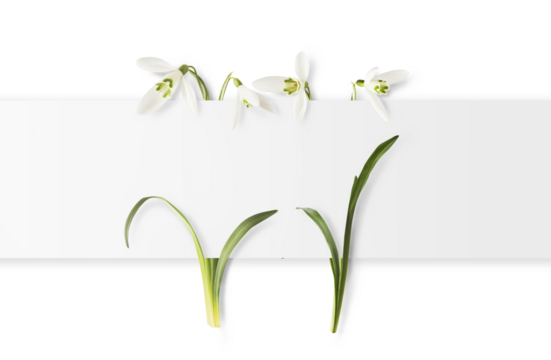 Beautiful Snowdrop flower with green leaves falling in the air isolated on white background. Spring time levitation or zero gravity conception.