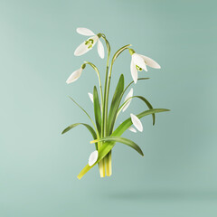Beautiful Snowdrop flower with green leaves falling in the air isolated on turquoise background. Spring time levitation or zero gravity conception.