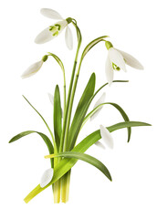 Beautiful Snowdrop flower with green leaves falling in the air isolated on white background. Spring...