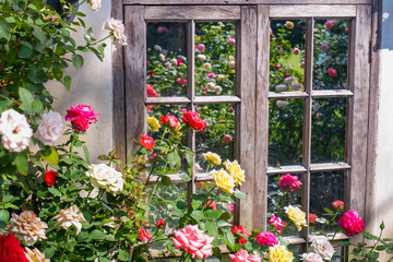 Multicolored rose in flower garden,Сolorful roses in rose garden and wooden window,English roses of different colors in english garden.