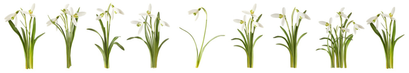 Creative set, collection with many Beautiful Snowdrop flowers with green leaves falling in the air isolated on white background. Spring time levitation or zero gravity conception.