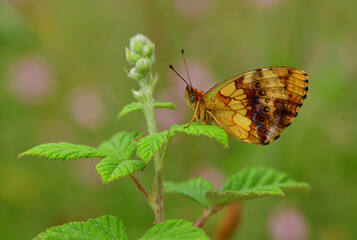 Brenthis Daphne 1107