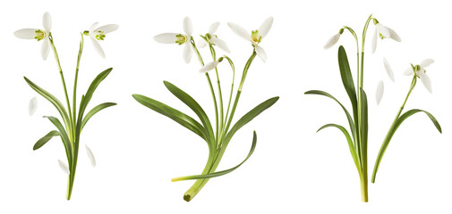 Creative set, collection with many Beautiful Snowdrop flowers with green leaves falling in the air...